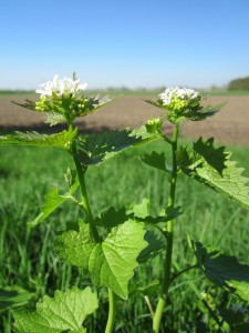 Die Knoblauchsrauke