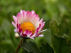 Durch Anthocyane schützt sich das Gänseblümchen z.B. vor Kälte.