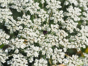 Die schwarze Mohrenblüte in der Mitte soll Insekten anlocken.