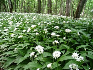 Bärlauch in Blüte