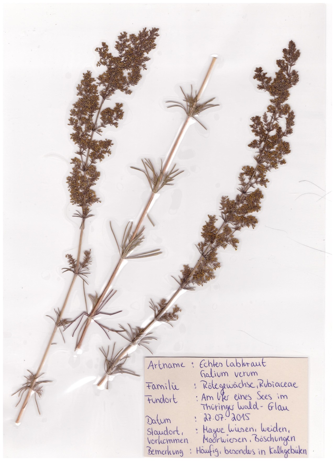 Labkraut Heilpflanze Heilkräuter