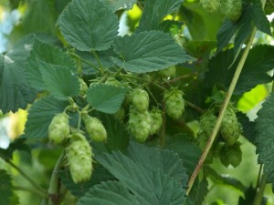 Der Hopfen