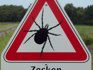 Mythen rund um Zecken