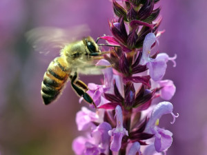 Bienensterben durch Pestizide?